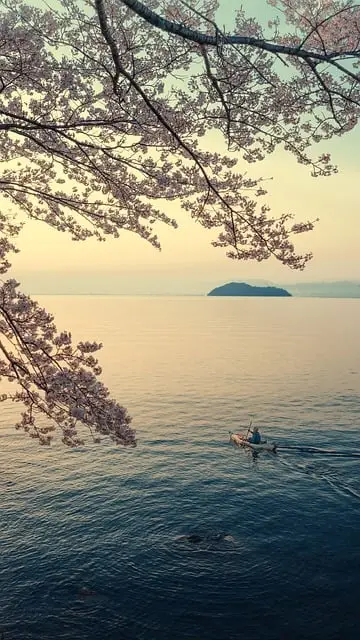 landscape, lake, nature, lake biwa, island, spring, sakura, canoe, early morning, japan